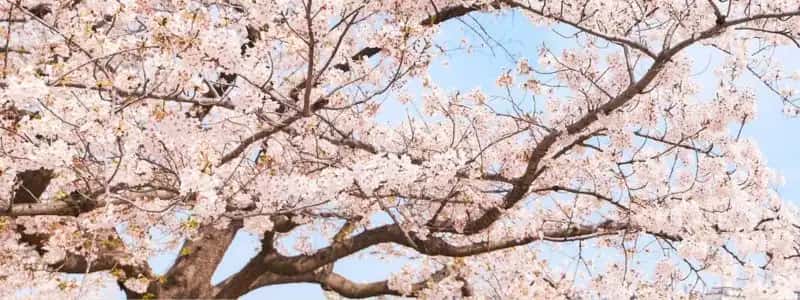 春のお花見 3月~4月頃